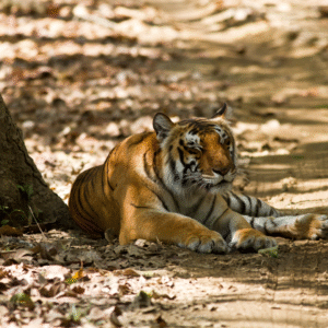 Nainital – Ranikhet – Corbett (6 Nights / 7 Days)